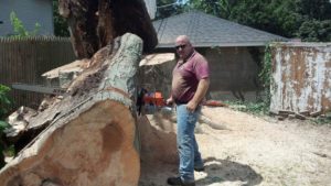 Tree Service - Mikes Tree Services